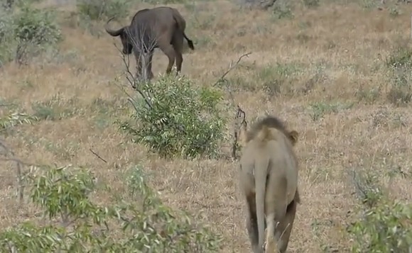 Ảnh cắt từ clip.