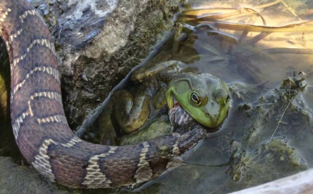 Ảnh cắt từ clip.