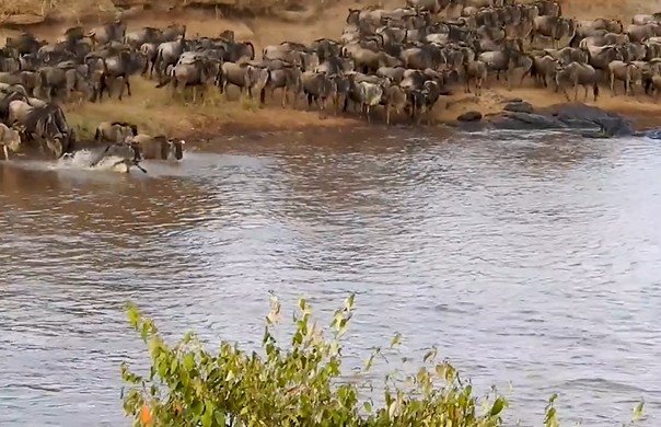 Ảnh cắt từ clip.