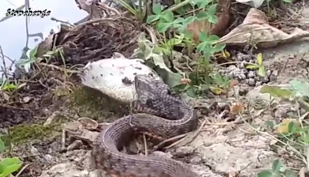 Ảnh cắt từ clip.