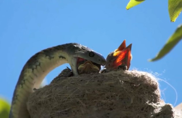 Ảnh cắt từ clip.