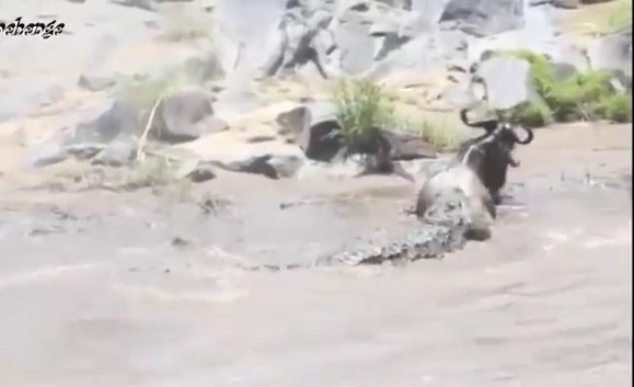 Ảnh cắt từ clip.