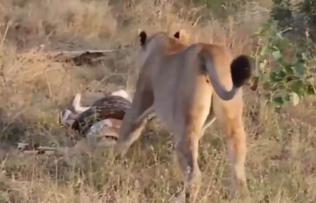 Ảnh cắt từ clip.