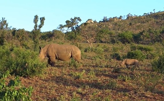 Ảnh cắt từ clip.