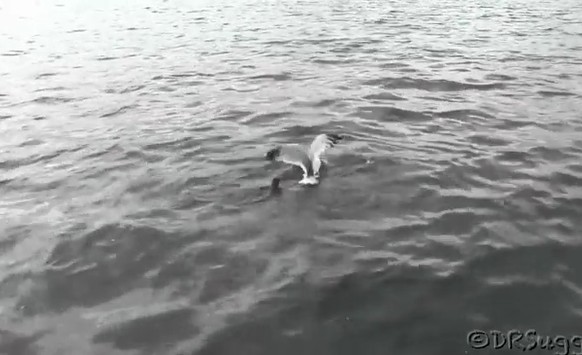 Ảnh cắt từ clip.