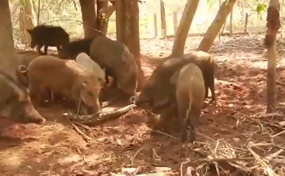 Ảnh cắt từ clip.