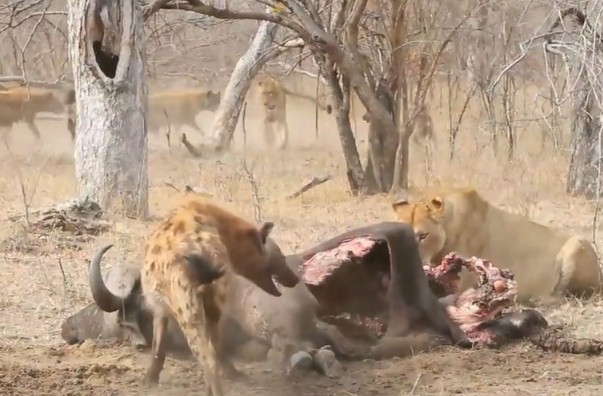 Ảnh cắt từ clip.