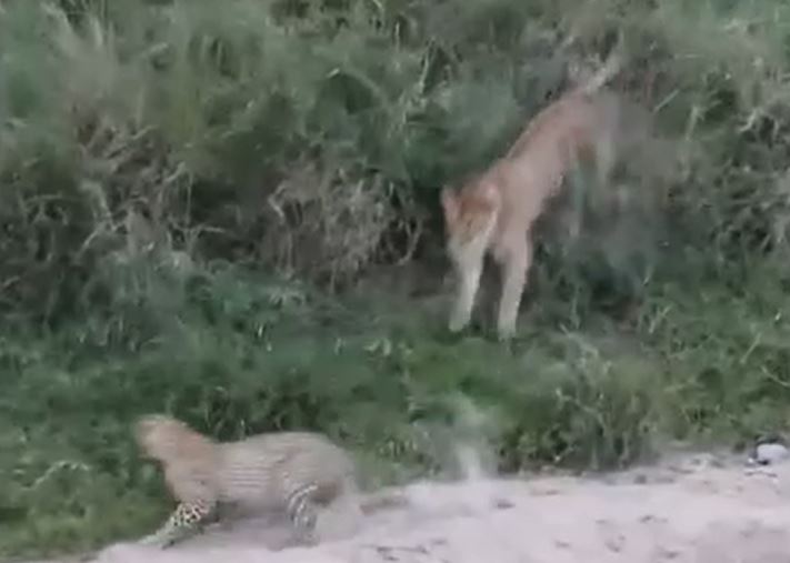 Ảnh cắt từ clip.