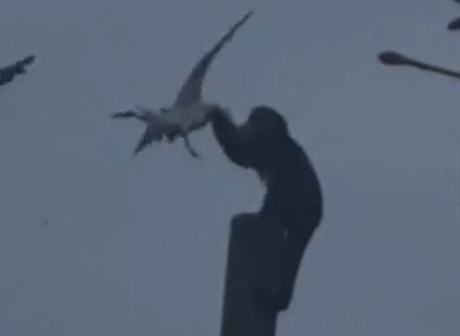 Ảnh cắt từ clip.