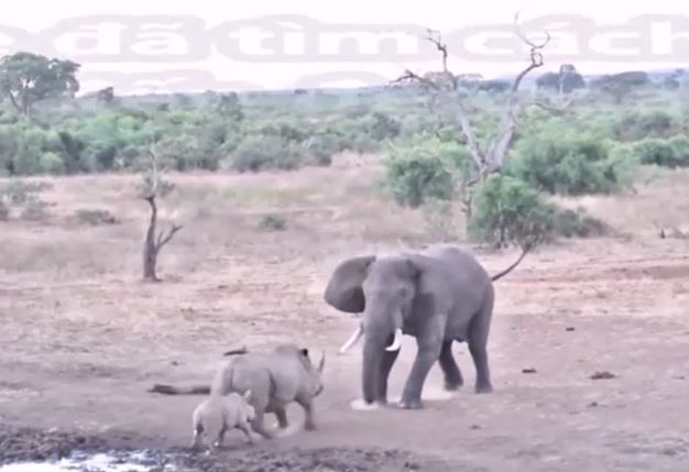 Ảnh cắt từ clip.