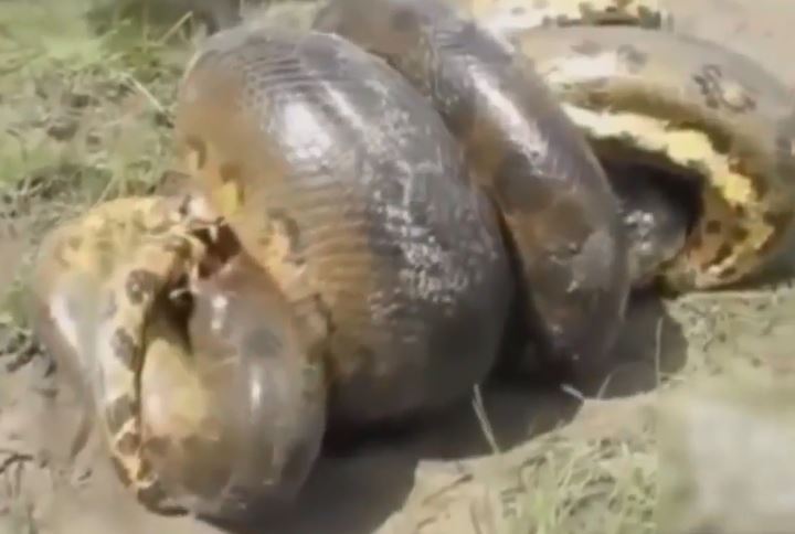 Cá sấu ác chiến với trăn giành sự sống.