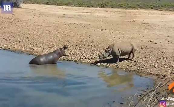 Ảnh cắt từ clip.