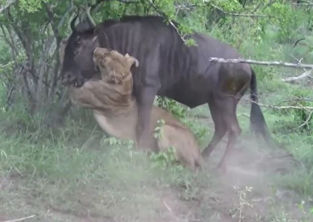 Ảnh cắt từ clip.