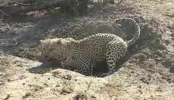 Ảnh cắt từ clip.