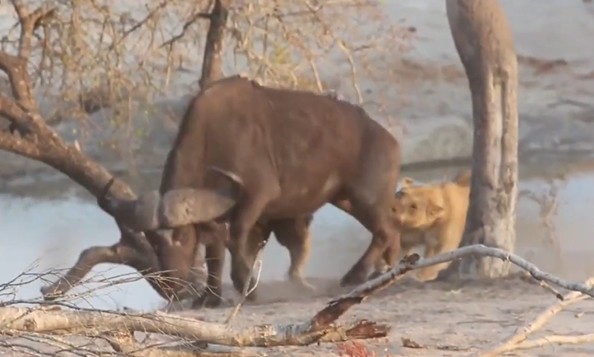 Ảnh cắt từ clip.