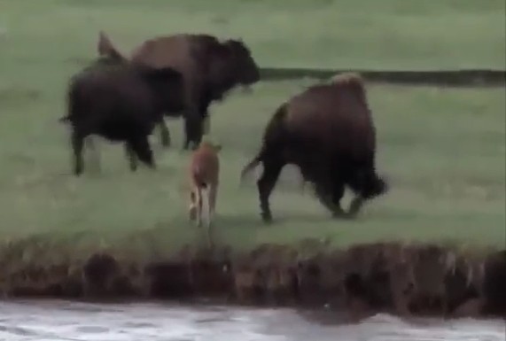 Ảnh cắt từ clip.