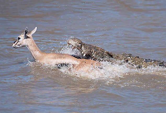 Ảnh cắt từ clip.