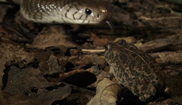 Ảnh cắt từ clip.