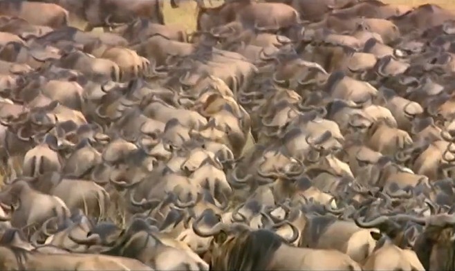 Ảnh cắt từ clip.