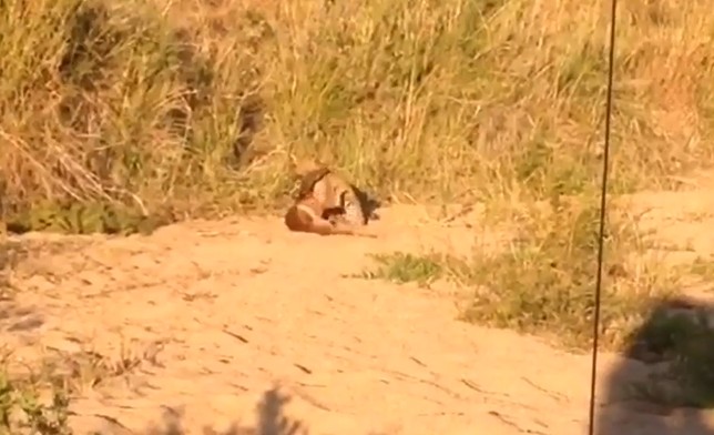 Ảnh cắt từ clip.