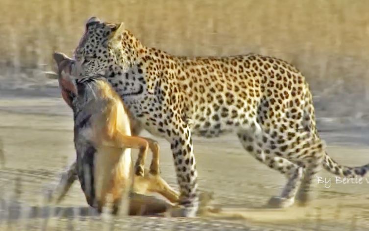 Báo hoa mai sát hại chó hoang.