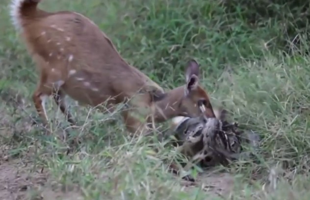 Ảnh cắt từ clip.