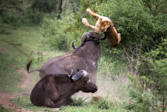 Trâu rừng húc văng sư tử giải cứu đồng loại.