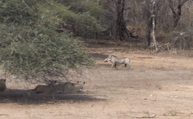 Lợn bướu khiêu khích sư tử.
