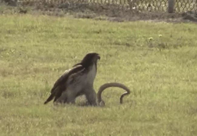 Ảnh cắt từ clip.