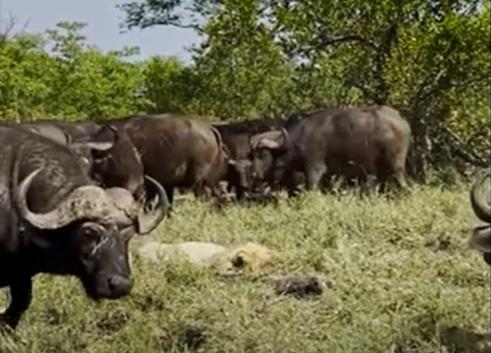 Ảnh cắt từ clip.