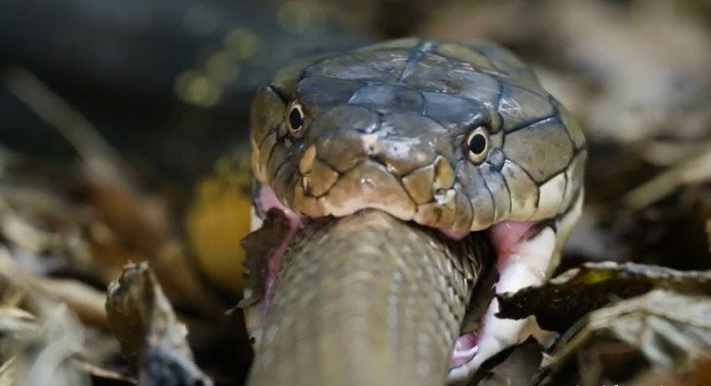 Ảnh cắt từ clip.