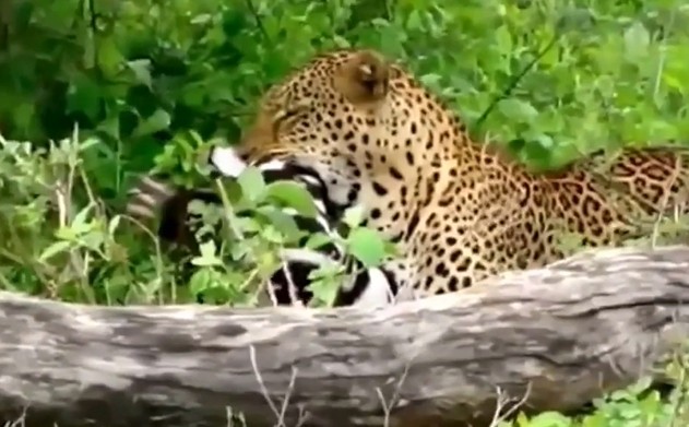 Ảnh cắt từ clip.