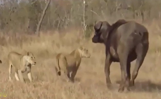 Ảnh cắt từ clip.