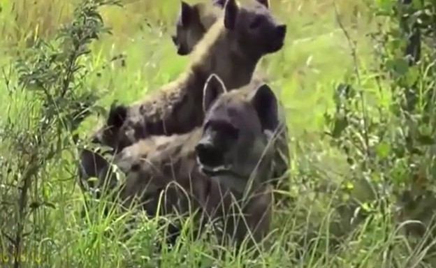 Ảnh cắt từ clip.