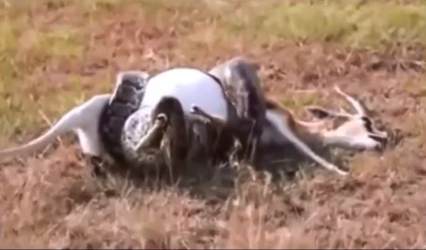 Ảnh cắt từ clip.