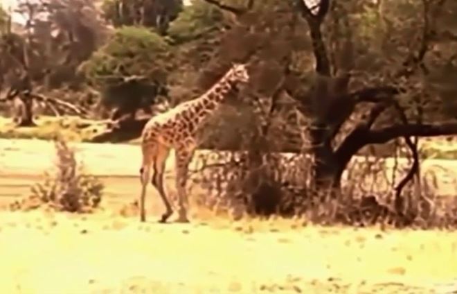 Hươu cao cổ con mất cảnh giác và bị sư tử tóm gọn.