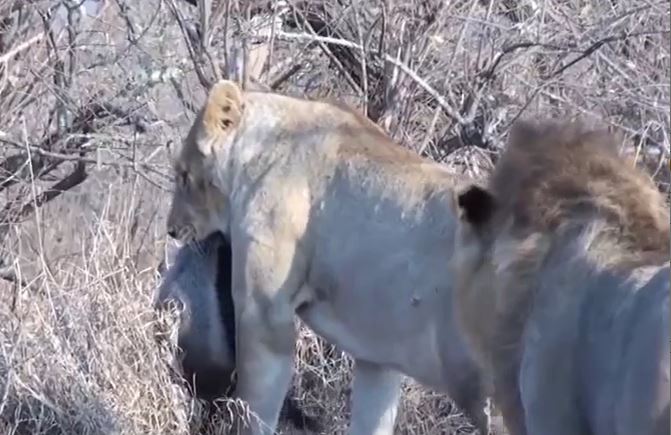 Ảnh cắt từ clip.