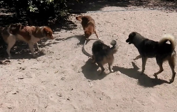 Ảnh cắt từ clip.