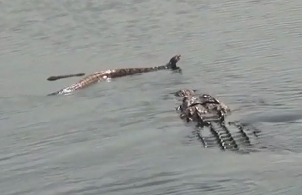 Ảnh cắt từ clip.