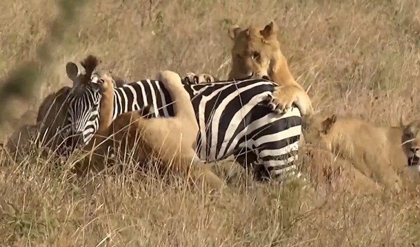 Ảnh cắt từ clip.