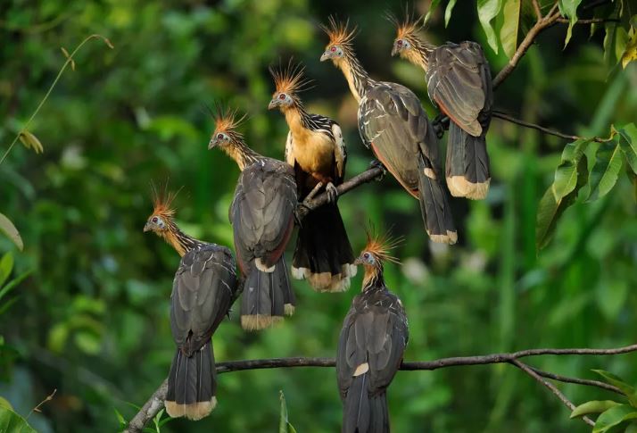 Hoatzin có mùi hôi vì hệ tiêu hóa lên men giống như bò của chúng.