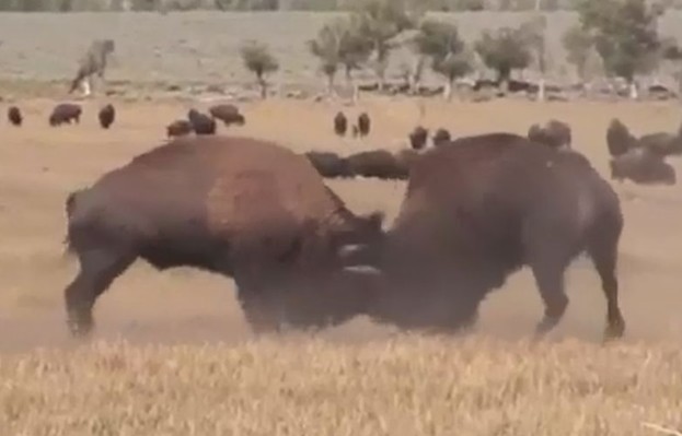 Ảnh cắt từ clip.