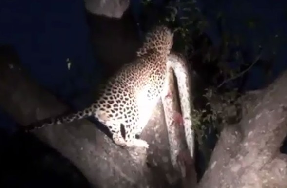 Ảnh cắt từ clip.