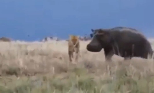 Ảnh cắt từ clip.