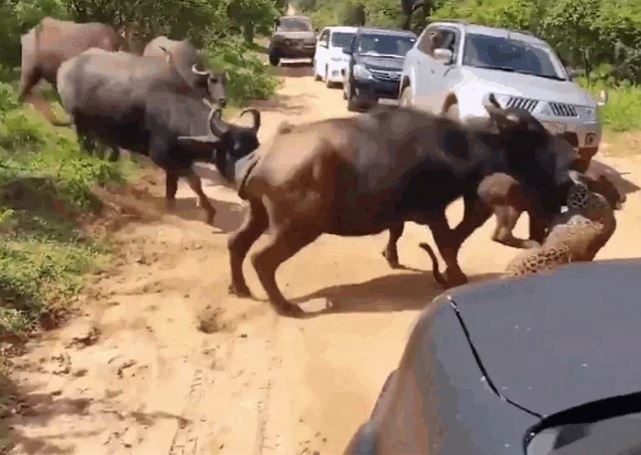 Ảnh cắt từ clip.