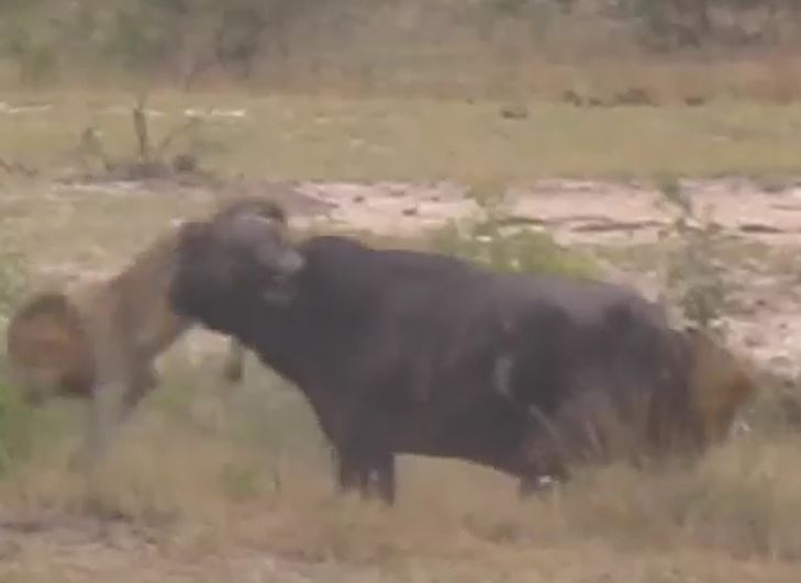 Ảnh cắt từ clip.