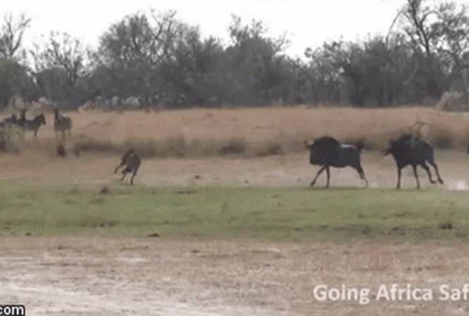 Ảnh cắt từ clip.