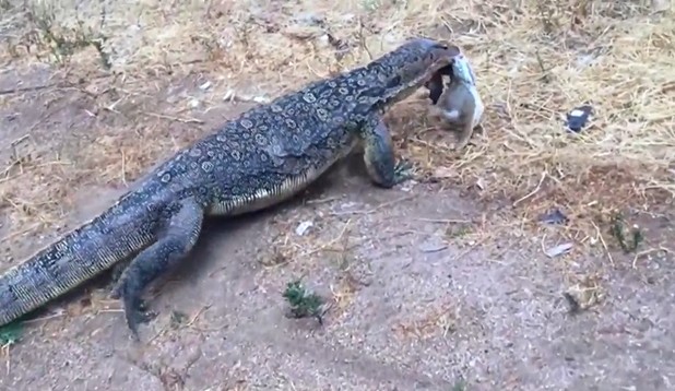 Ảnh cắt từ clip.