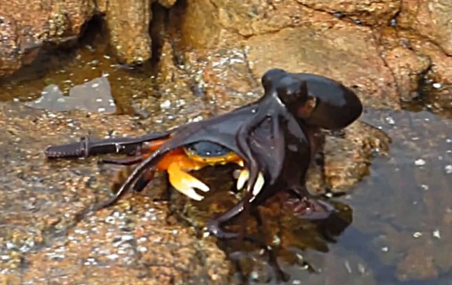 Ảnh cắt từ clip.