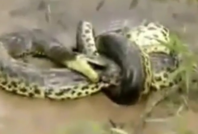 Ảnh cắt từ clip.